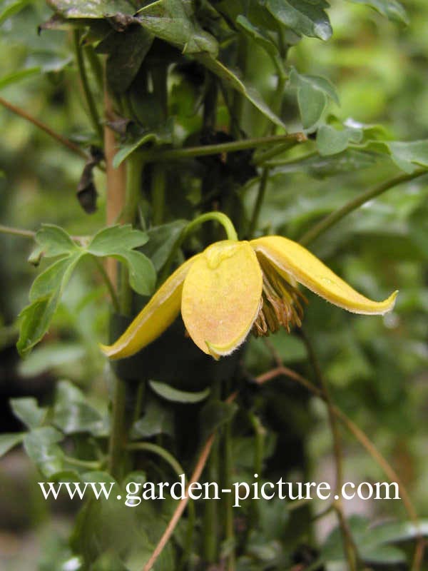 Clematis 'Last Dance'