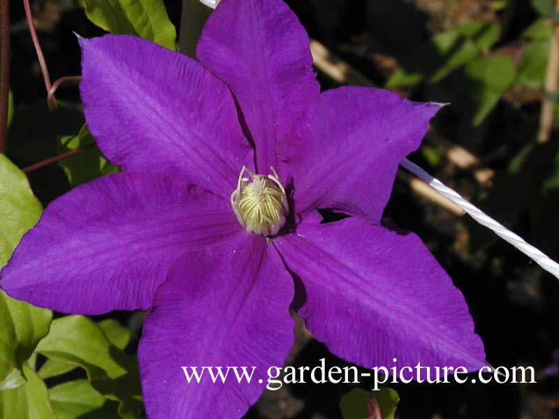 Clematis 'Lasurstern'