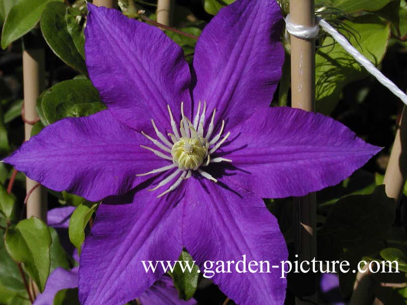 Clematis 'Lasurstern'