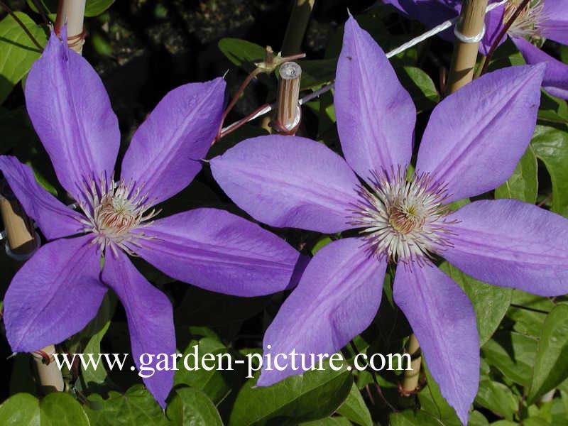 Clematis 'Lawsoniana'