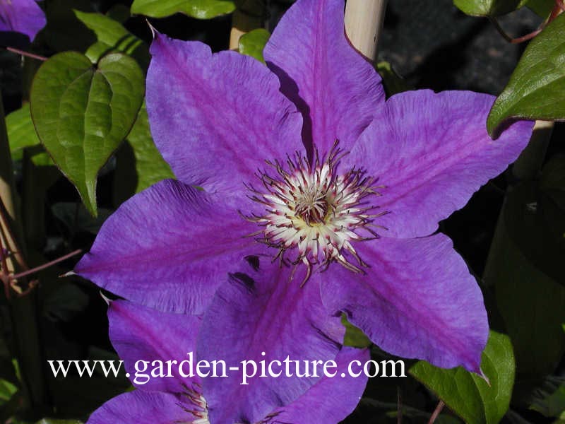 Clematis 'Lord Nevill'