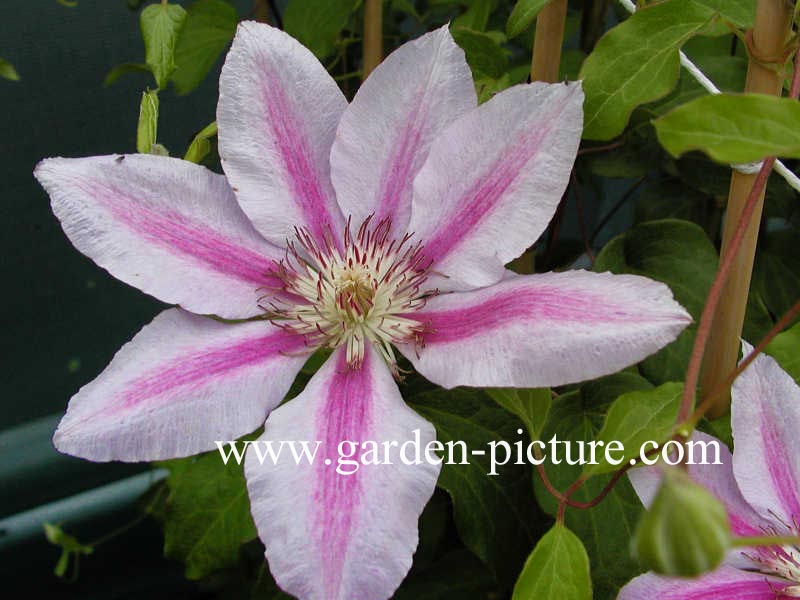 Clematis 'Love Jewelry'