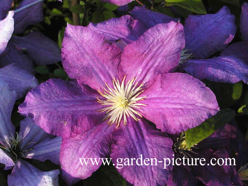 Clematis 'Luther Burbank'