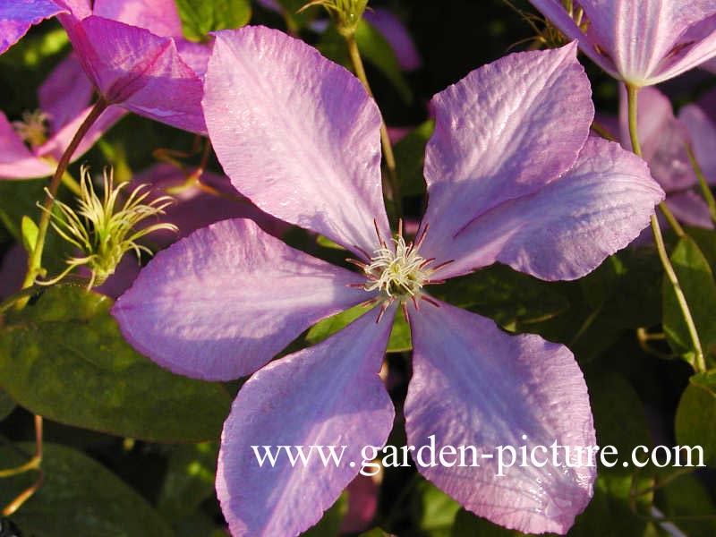 Clematis 'Margaret Hunt'