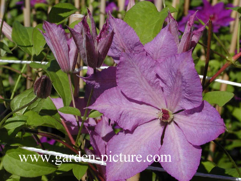 Clematis 'Margaret Hunt'