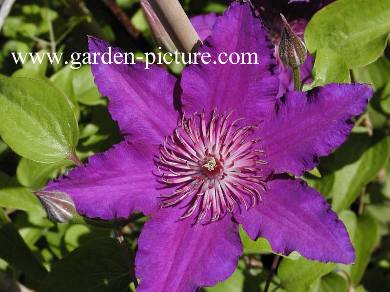 Clematis 'Maria Louise Jensen'