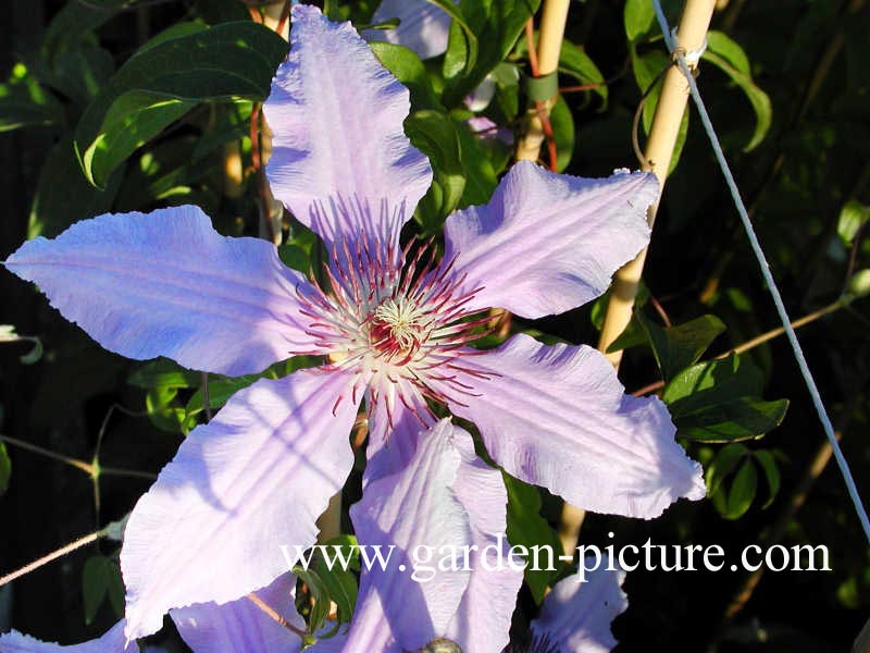 Clematis 'Masquerade'