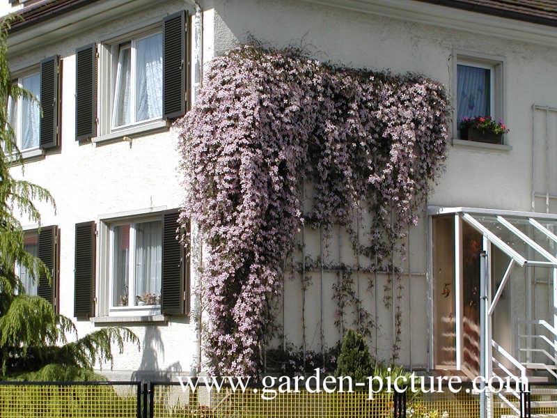 Clematis montana 'Rubens'