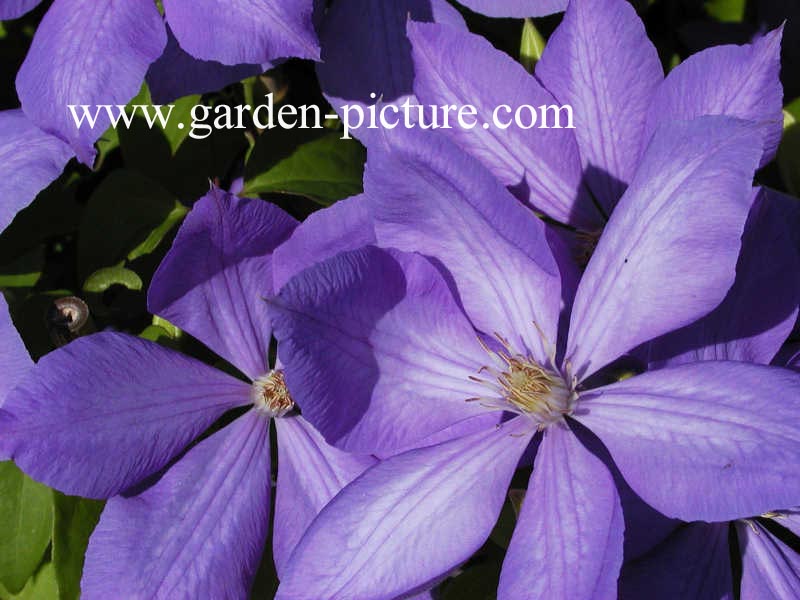 Clematis 'Mrs. Cholmondeley'