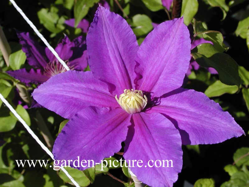 Clematis 'Mrs. James Mason'