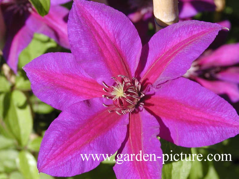 Clematis 'Mrs. N. Thompson'