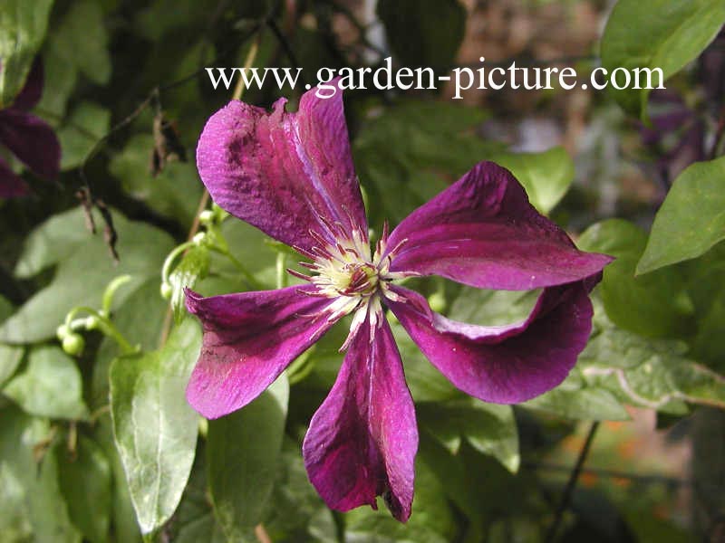 Clematis 'Negritjanka'