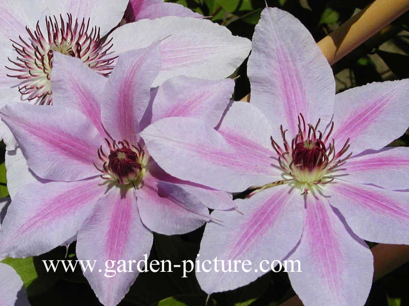 Clematis 'Nelly Moser'