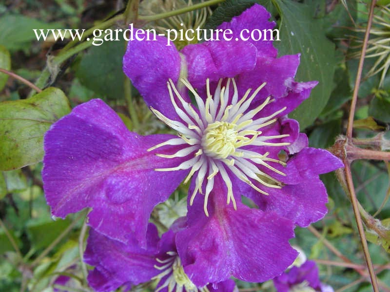 Clematis 'Nikolaj Rubtzov'