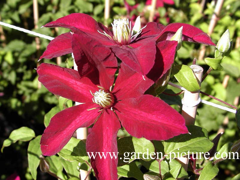 Clematis 'Niobe'