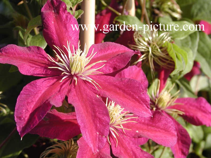 Clematis 'Niobe'