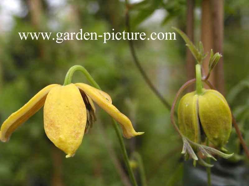 Clematis 'Orange Peel'