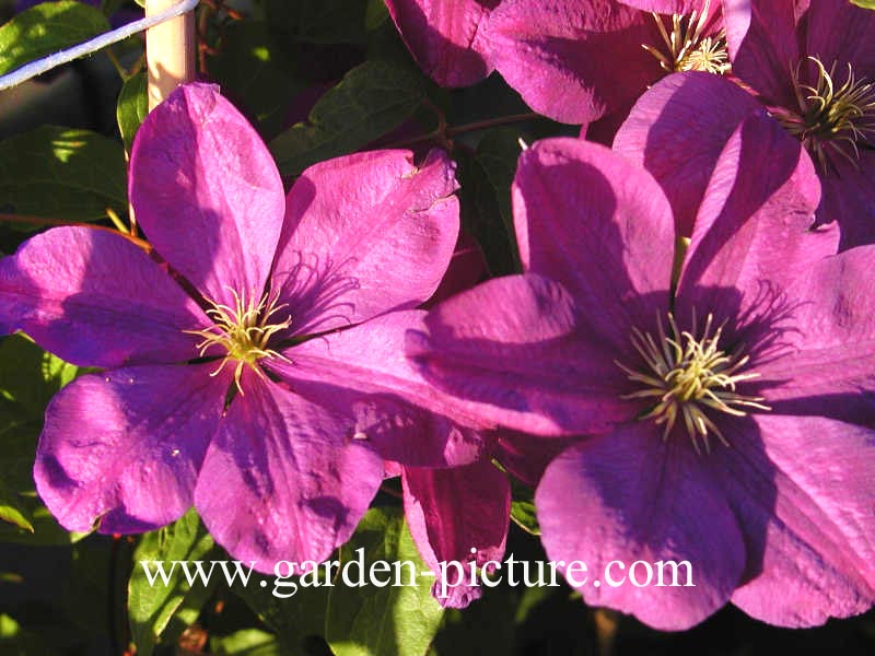 Clematis 'Perrin's Pride'