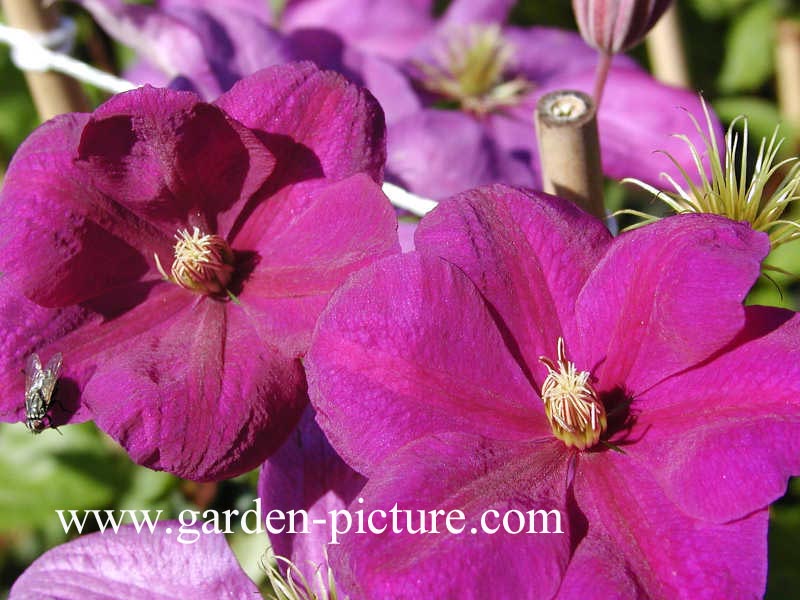 Clematis 'Perrin's Pride'