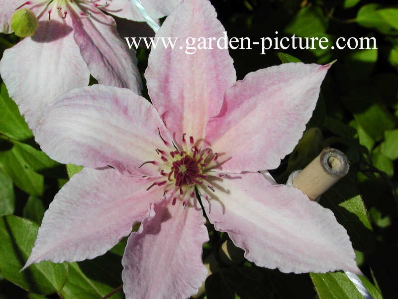 Clematis 'Pink Fantasy'