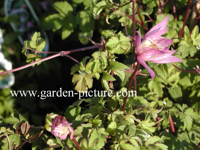 Clematis 'Pink Flamingo'