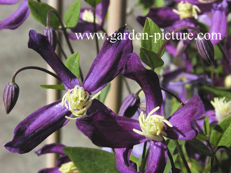 Clematis 'Zopre' (PRETTY IN BLUE)