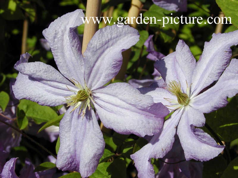 Clematis 'Prince Charles'