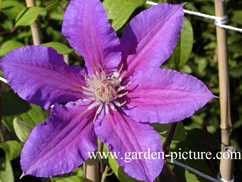 Clematis 'Prince Philip'