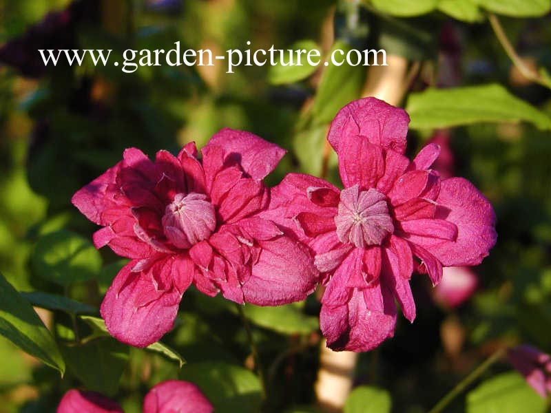 Clematis 'Purpurea Plena Elegans'