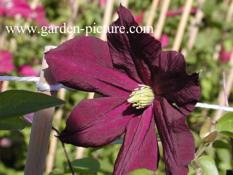 Clematis 'Romantika'