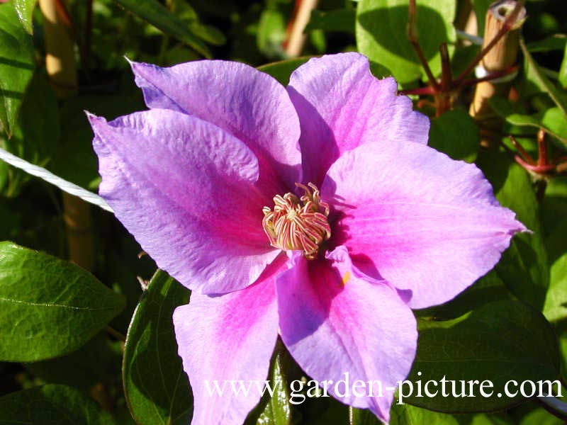 Clematis 'Sealand Gem'