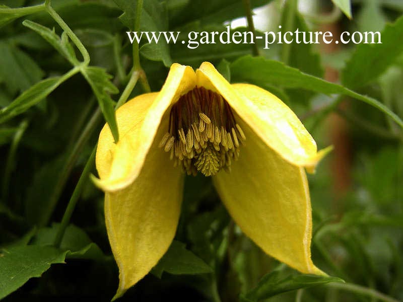 Clematis thibetana tangutica