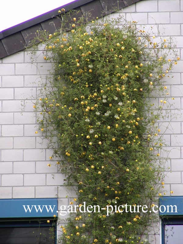 Clematis thibetana tangutica