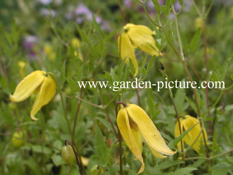 Clematis thibetana tangutica