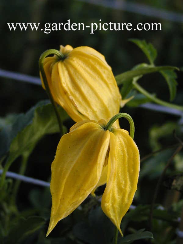 Clematis 'Lambton Park'