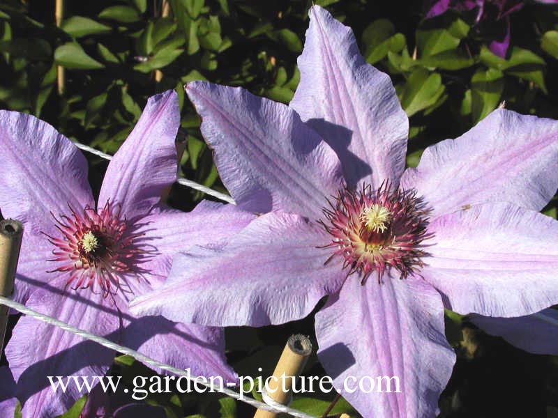 Clematis 'The First Lady'