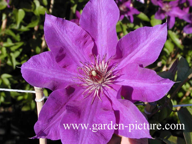 Clematis 'The President'