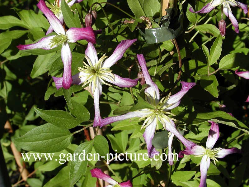 Clematis 'Triternata Rubromarginata'