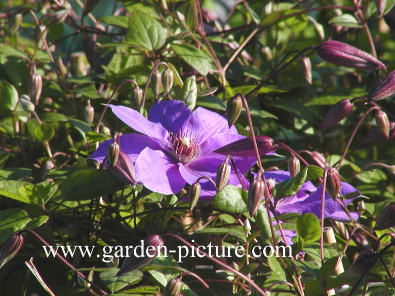 Clematis 'Victoria'