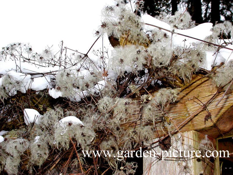 Clematis vitalba