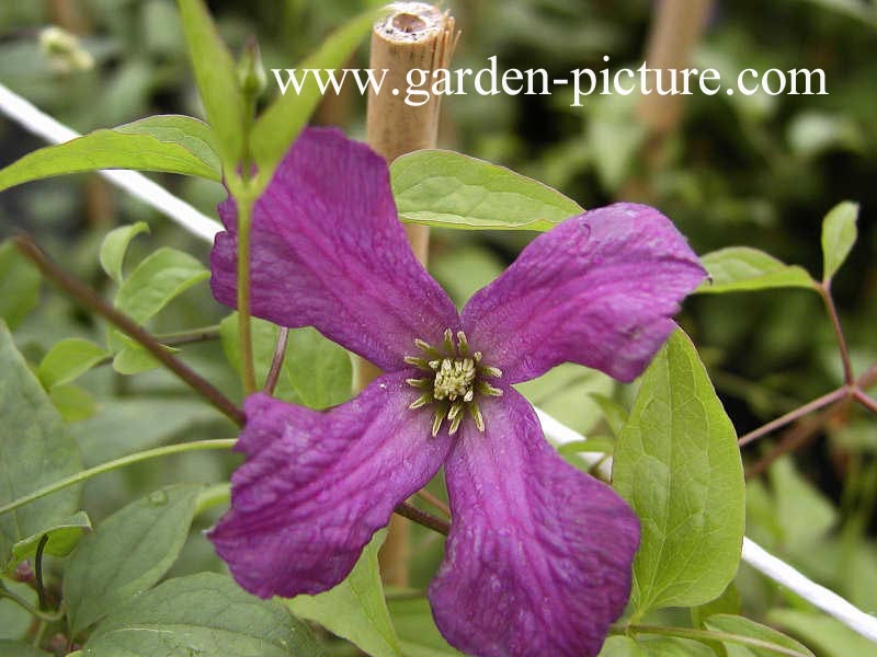 Clematis viticella