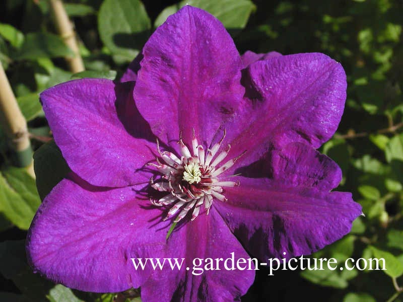 Clematis 'Polish Spirit'