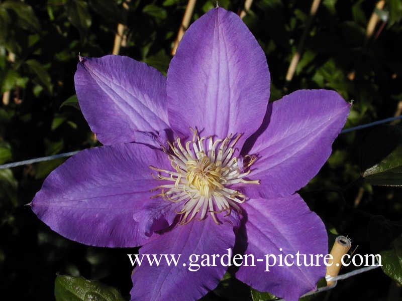 Clematis 'Vyvyan Pennell'