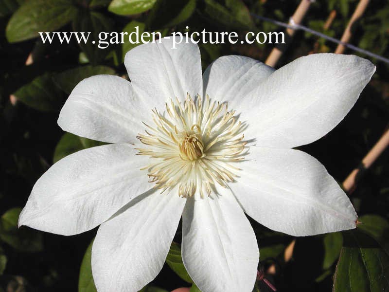 Clematis 'Manshuu Ki' (WADA'S PRIMROSE)