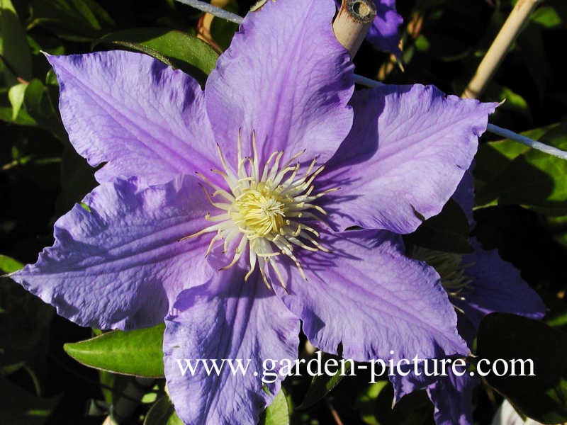 Clematis 'Will Goodwin'