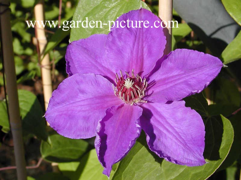 Clematis 'William Kennet'