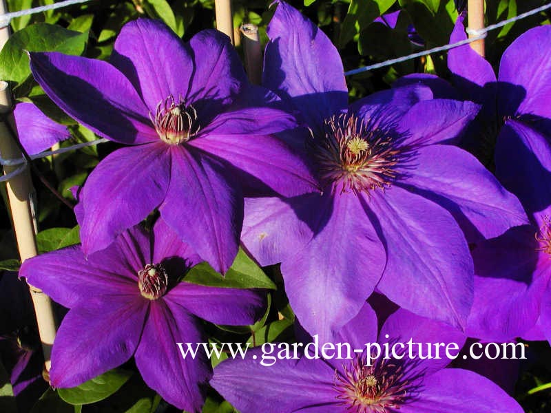 Clematis 'Xerxes'