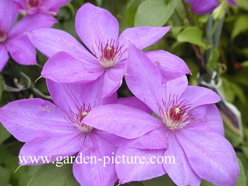 Clematis 'Xerxes'