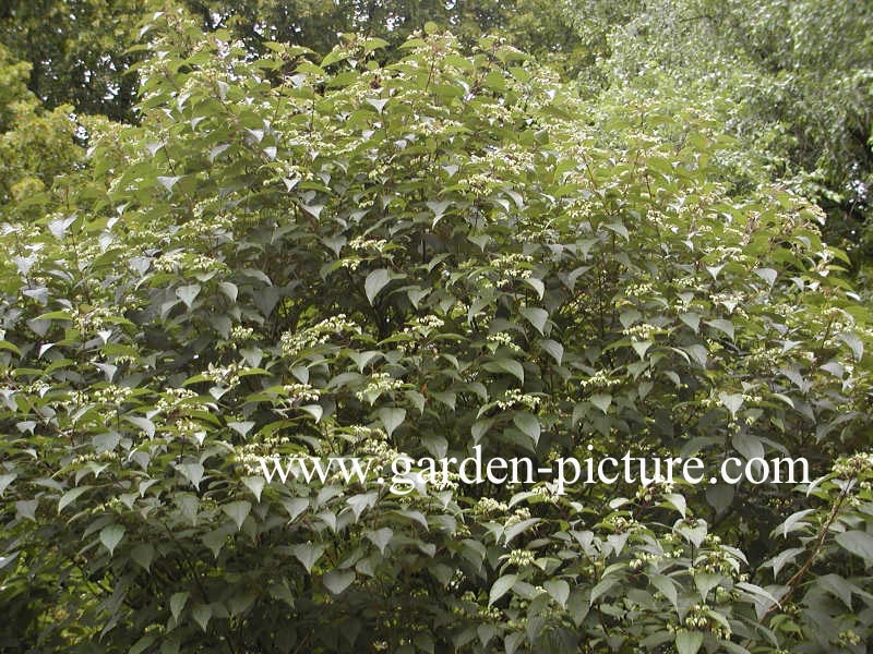 Clerodendrum trichotomum fargesii