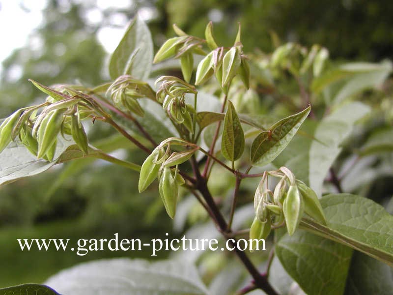 Clerodendrum trichotomum fargesii